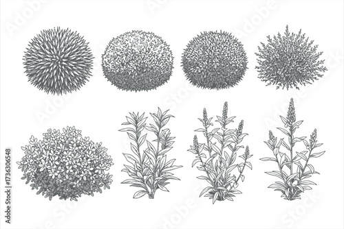 Collection of eight detailed grayscale botanical illustrations of plants and shrubs vector