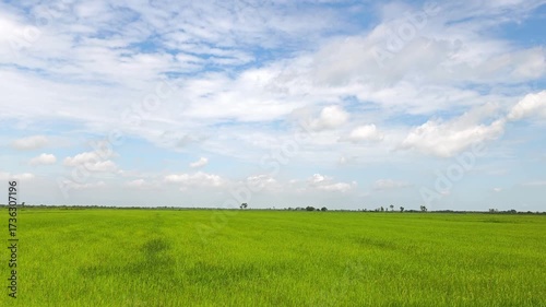 Growing jasmine rice fields and blue skies.