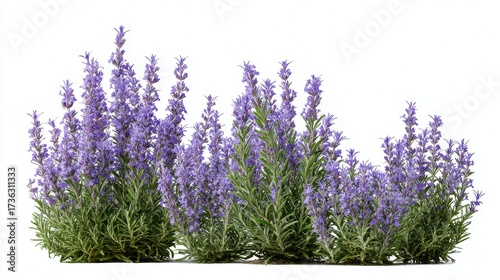 Stunning photo of lavender flower bush isolated on white background, blooming in summer garden.