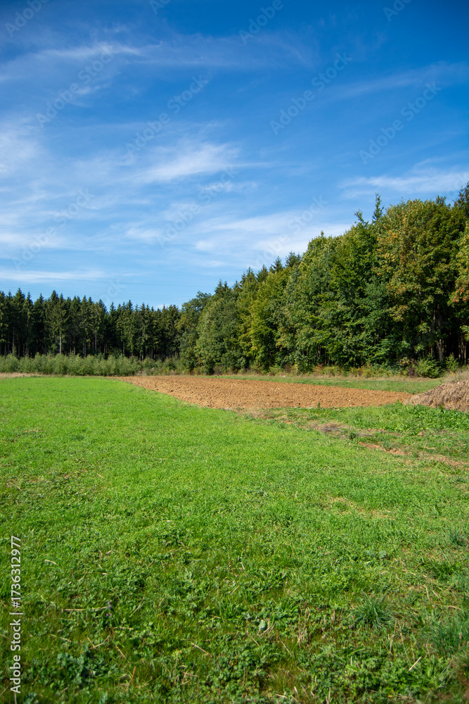 Fototapeta premium Lush green field with forest backdrop