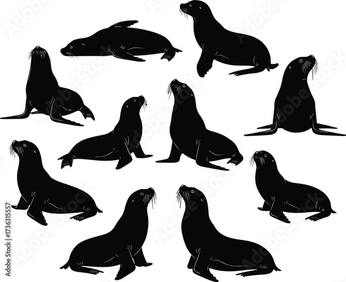 Sea lion silhouette collection, marine animal poses, black vector icons, wildlife illustration, ocean mammal clipart, educational, decorative, design asset