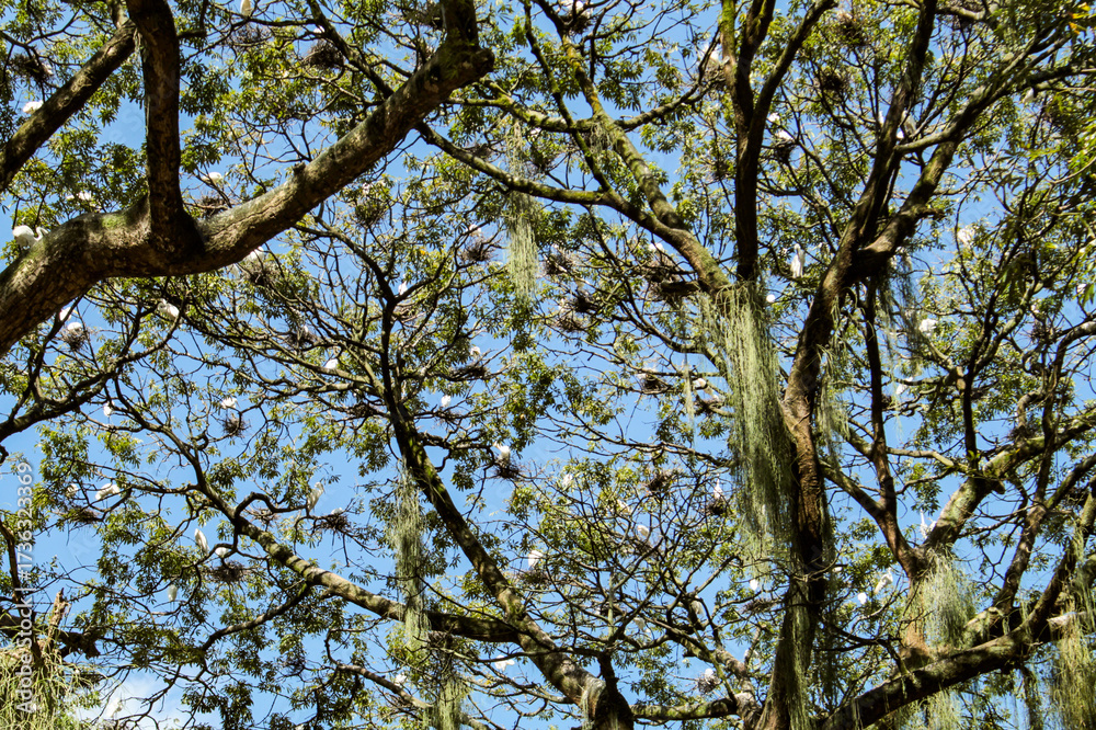 Obraz premium Many white herons in a large tree in Batista Campos square, in the city of Belém, state of Pará, northern Brazil