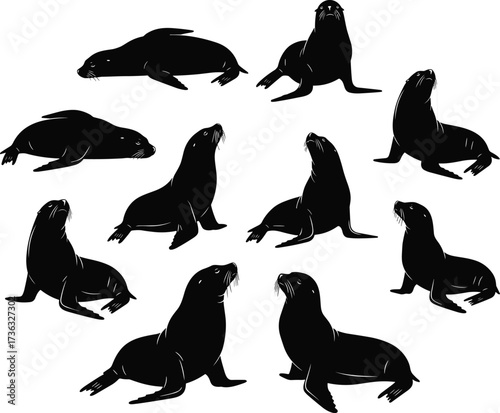 Sea lion silhouette set, circular animal pattern, marine wildlife poses, black vector icons, symmetrical design, nature illustration, stock art