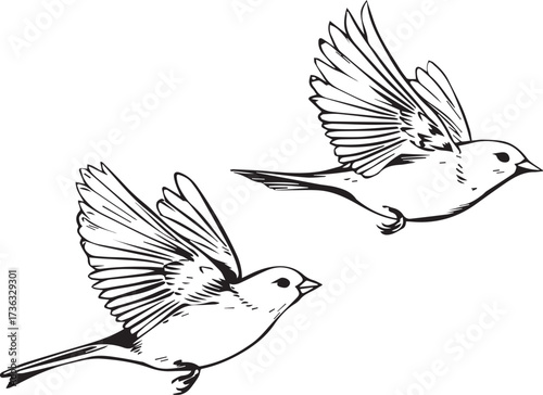 simple line art, two flying bullfinches, vector style, simple drawing for a children's book, white background, black and white, simple lines