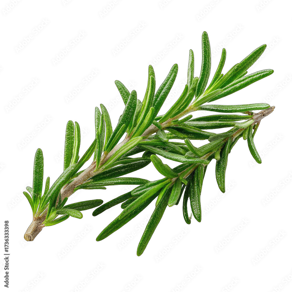 Fototapeta premium Close-up of fresh rosemary sprigs (1)