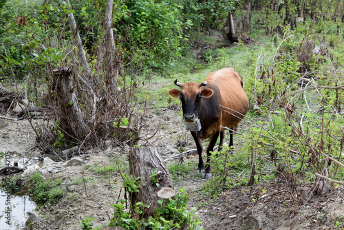 A lone cow grazing on an abandoned property