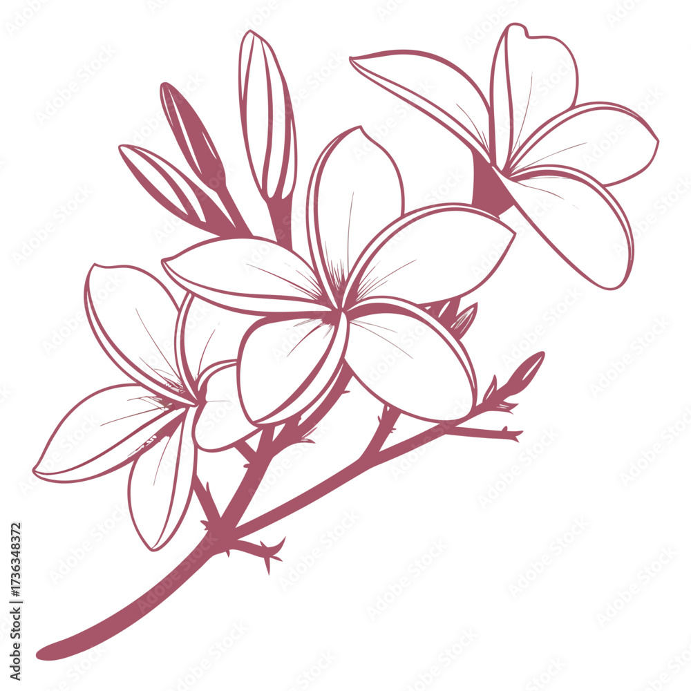 Obraz premium frangipani pink flower on white background 