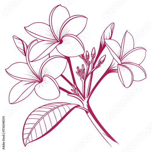 frangipani pink flower on white background 