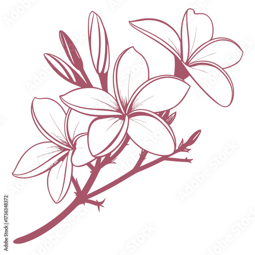 frangipani pink flower on white background 