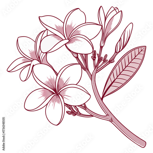 frangipani pink flower