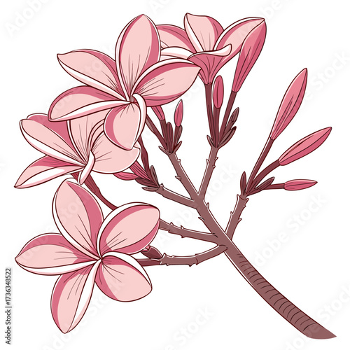 frangipani pink flower on white background 