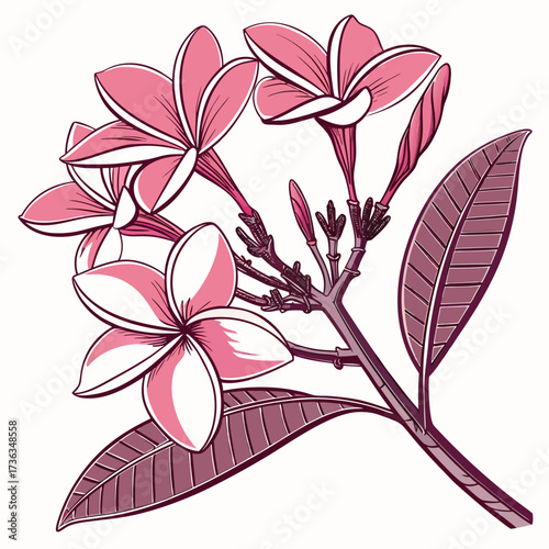frangipani pink flower on white background 