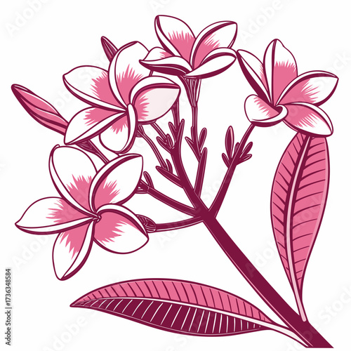 frangipani pink flower on white background 