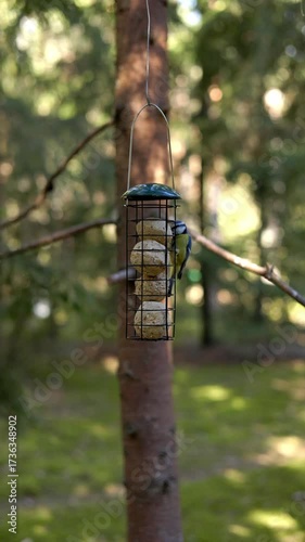 A charming bird feeding scene captured in its habitat, showcasing vibrant wildlife life