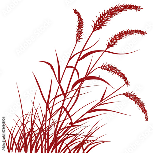 fountain grass red vector