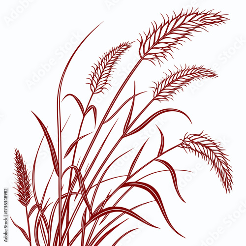 fountain grass red on white background 