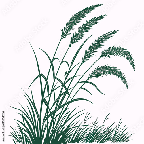 fountain grass green on white background 