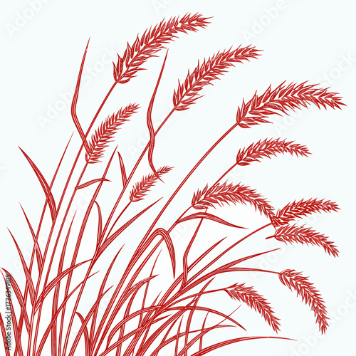 fountain grass red on white background 