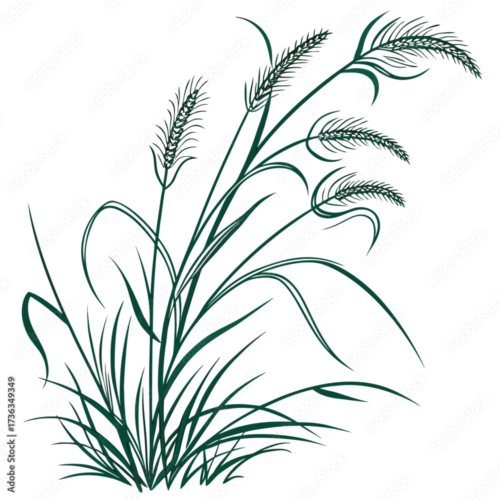 Fototapeta premium fountain grass green on white background 