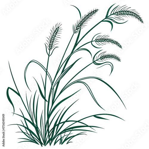 fountain grass green on white background 