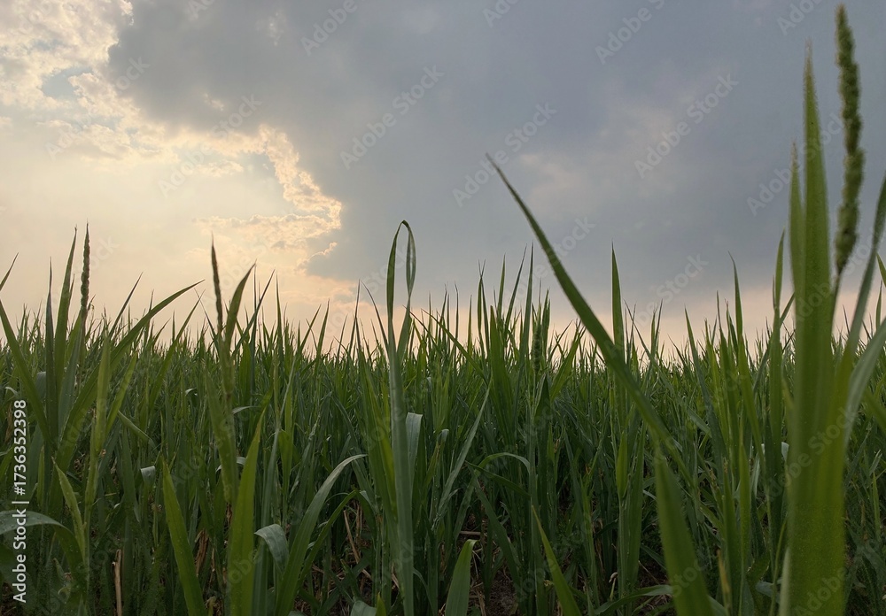 Fototapeta premium Low angle green grass field with winding narrow footpath leading to distant rolling horizon under ominous dark storm clouds