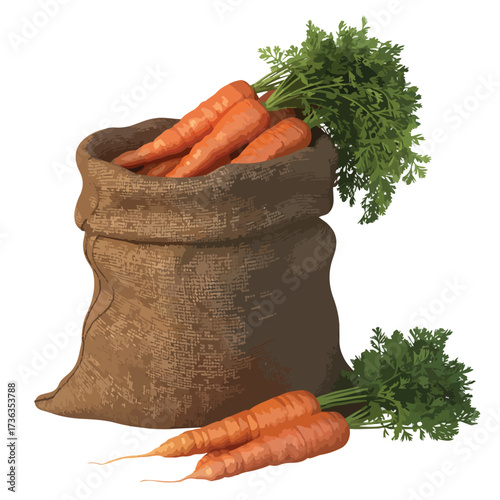 A bunch of fresh, organic orange carrots and parsley with some in a white bowl for a healthy, vegetarian diet