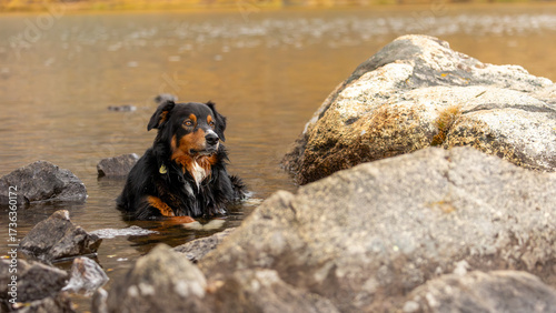 australian shepherd dog in lake, dogs in lakes, dogs cooling off, dog on hot day