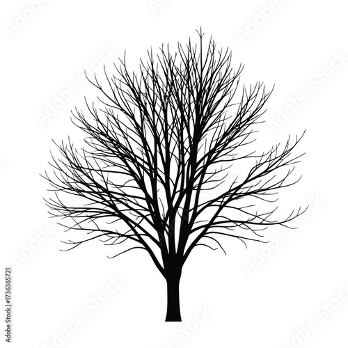 tree silhouette isolated on white