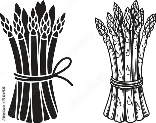 Hand drawn illustration of two bunches of asparagus tied with twine