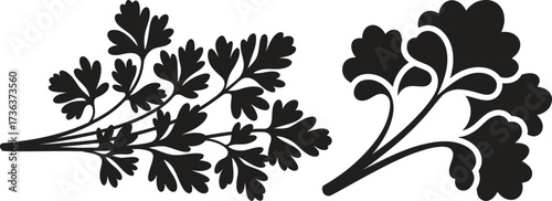 Silhouette of fresh parsley sprigs on a white background