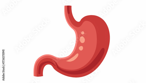 Illustration of a human stomach with visible esophagus, showcasing its anatomy and digestive system function.