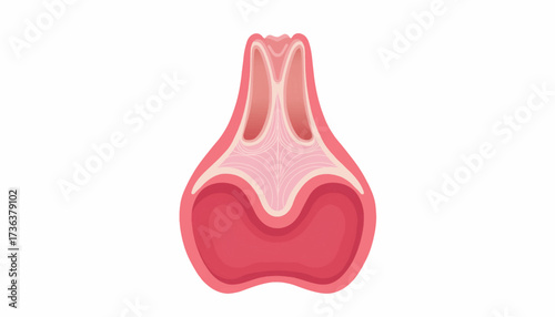 Illustration of a stylized, symmetrical, pink and white anatomical structure, possibly representing a gland or internal organ, isolated on a white background.