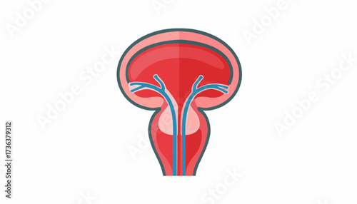 Stylized illustration of a human bladder and urethra, depicted in red and blue with a white background.