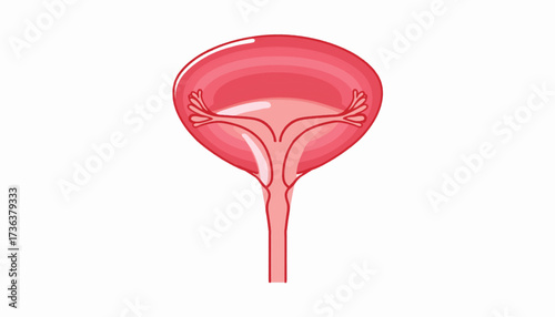 Anatomical illustration of the human urinary bladder showing the ureters and urethra.
