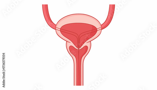 Anatomical illustration of a human bladder, showing its structure and connected tubes.