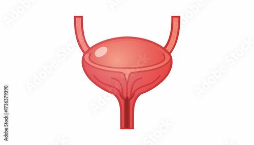 A simplified anatomical illustration of the human urinary bladder, showing the ureters and urethra on a white background.