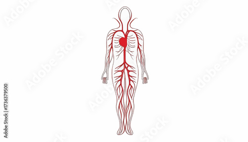 A stylized anatomical illustration of the human arterial circulatory system, highlighting the heart and major blood vessels.