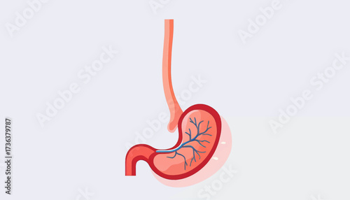 Simplified anatomical illustration of the human stomach and connecting esophagus, highlighting internal vascular structures within the digestive organ.