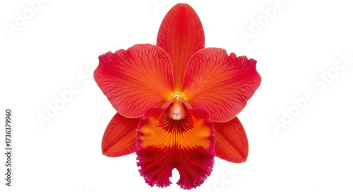 Isolated vivid red Cattleya orchid flower, close-up, blooming tropical blossom plant