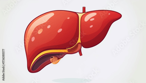 A stylized, cartoon illustration of a human liver, showcasing its distinct lobes and the gallbladder attached underneath, rendered in vibrant red and yellow ...
