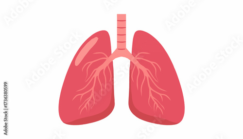 Anatomical illustration depicting the human lungs, trachea, and bronchial tree.