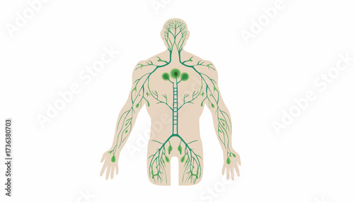 Illustration of the human lymphatic system showing nodes, vessels, and their distribution throughout the body from the back view.