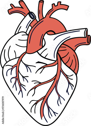 Detailed anatomical heart illustration for medical studies, health awareness campaigns, educational resources, and science projects about cardiology