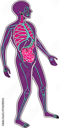 Detailed human anatomy illustration showcasing bones, organs, and circulatory system for medical education and healthcare visuals