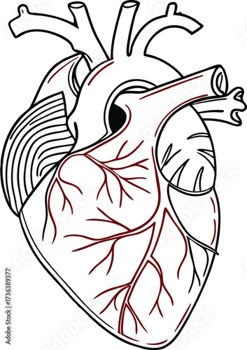Detailed heart anatomy illustration showcasing circulatory system, ideal for medical education, anatomical studies, and healthcare marketing campaigns