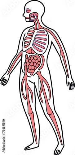 Anatomical human body showing skeleton, organs, and circulatory system for medical education, healthcare, or biology learning resources
