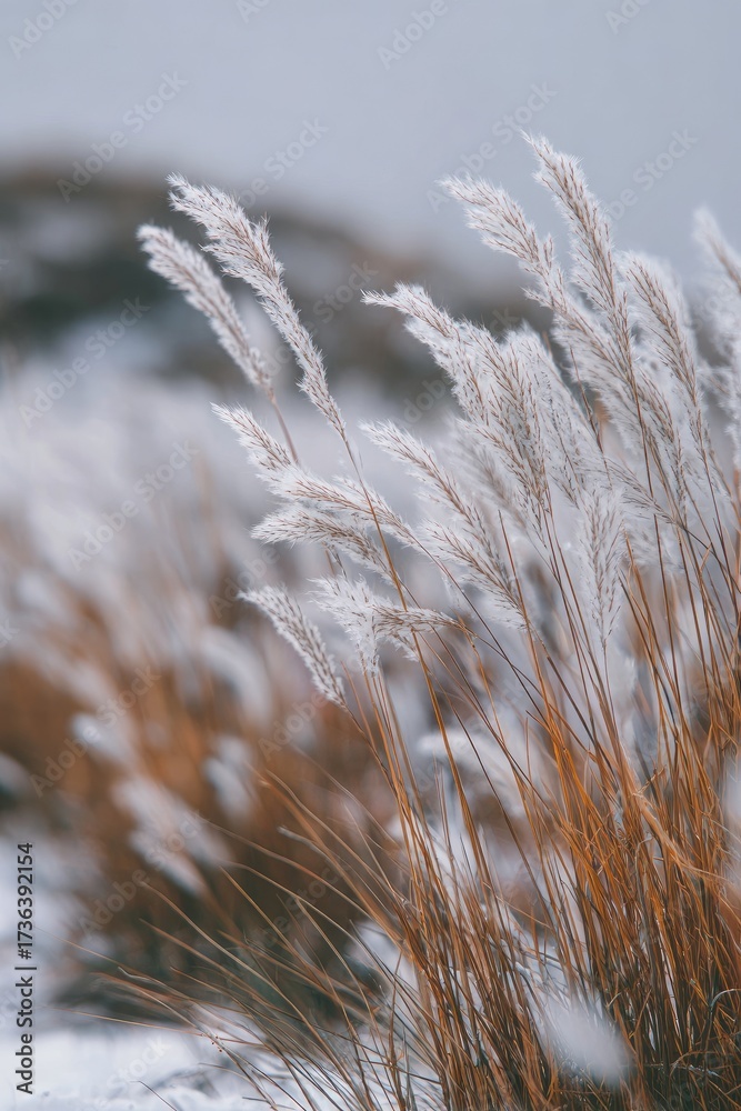 Fototapeta premium Winter reeds with frosted tips, snowy ground, soft focus, nature scene