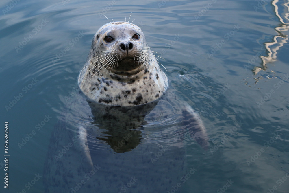 Fototapeta premium Harbour seal gazes in Victoria BC