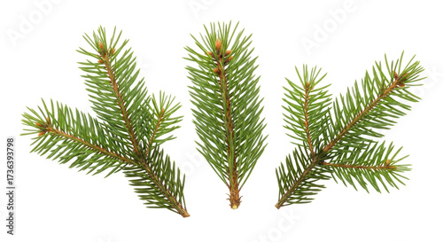 Isolated spruce branches on display, green needles with brown stems, pine family twigs