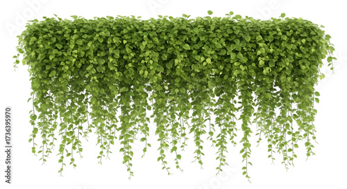 Lush Green Hanging Plant with Cascading Vines leaves